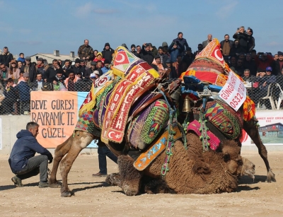 Çanakkale'de Deve Güreşleri Renkli Görüntülere Sahne Oldu