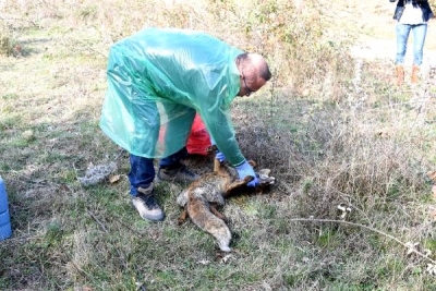 Çan'da Ölü Bulunan Hayvanlarla İlgili İnceleme ve Soruşturma