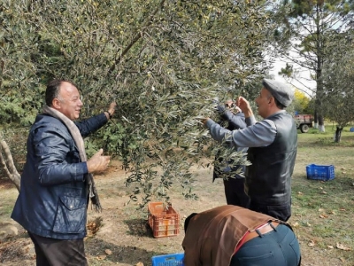 ÇTSO Yönetim Kurulu Başkanı Eceabat Zeytin Toplama ve Hasat Etkinliğine Katıldı