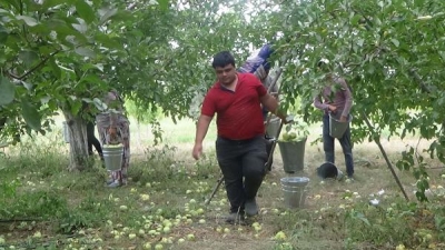 Elması İle Ünlü Bayramiç'te Üreticiler, Dolu Uyarısıyla Hasadı Hızlandırdı