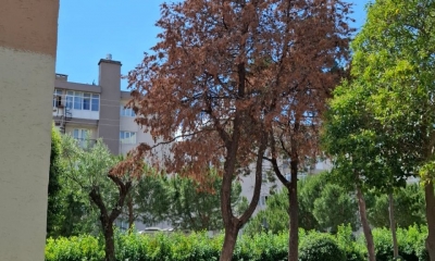 Kent Genelinde Risk Teşkil Eden Ağaçlar Kaldırılarak Yeni Ağaçlandırma Çalışmaları Gerçekleştirilecek
