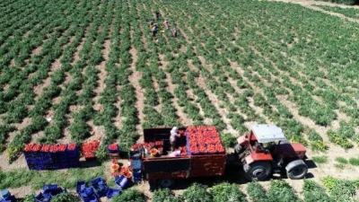 Meşhur Çanakkale Domatesinin Hasadı Sürüyor