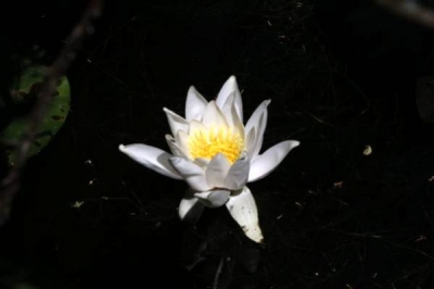 Nilüfer Gölü'nde Açan Beyaz Renkli Çiçekleri Koparmanın Cezası 73 Bin TL