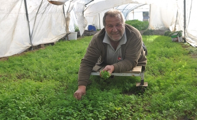 Seradaki Yabani Otları Ürüne Zarar Vermemek İçin Yürüteçle Topluyor