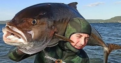 Zıpkınla 58 Kilo Ağırlığında, 1 Metre 80 Santim Boyunda Akya Avladı